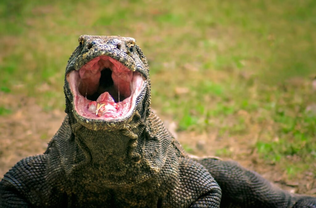 Large Komodo Dragon